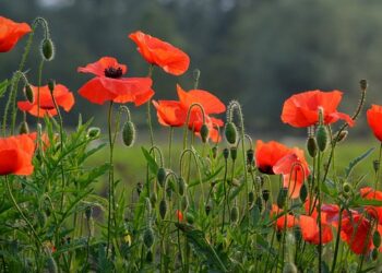 Transform your Marketing Strategy with our Result-driven Social Media Marketing Course